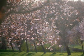 Vérszilvák virágzása Kelet-Zalában... 6.