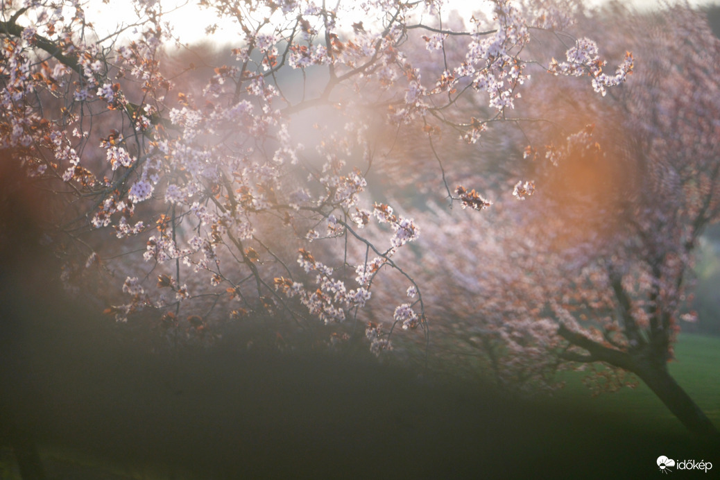 Vérszilvák virágzása Kelet-Zalában... 7.