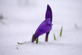 Kárpáti sáfrányok a hótakaróban 2.