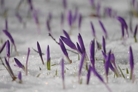 Kárpáti sáfrányok a hótakaróban 3.