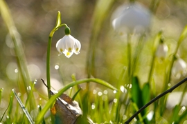 Tőzikék a Rába mentén... 1