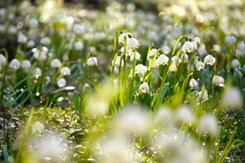 Tőzikék a Rába mentén... 2