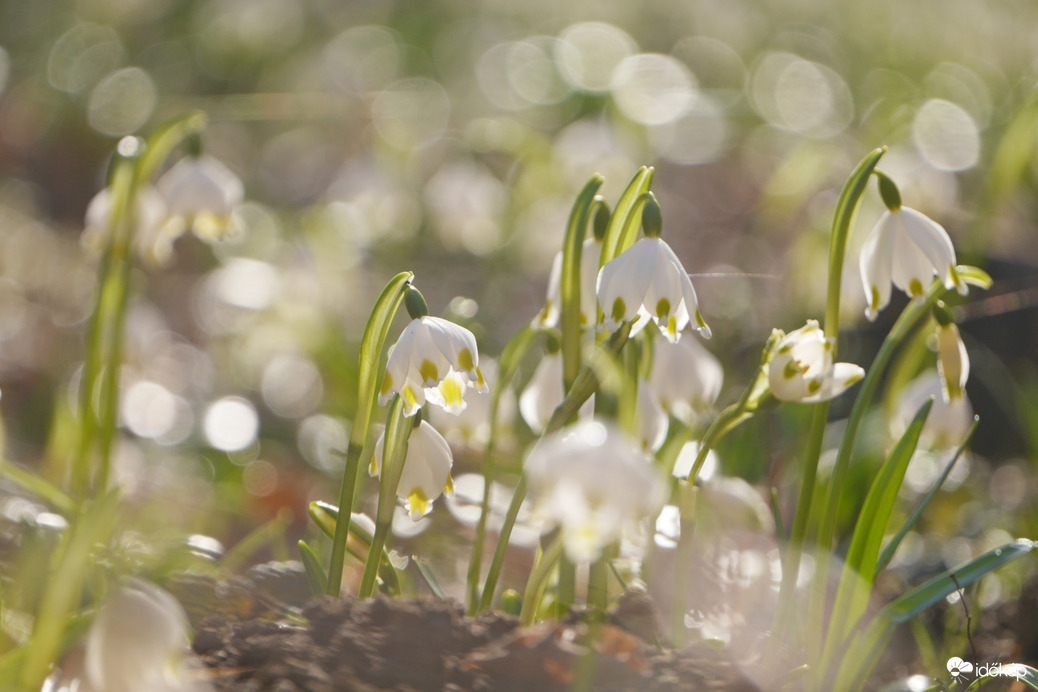 Tőzikék a Rába mentén... 3