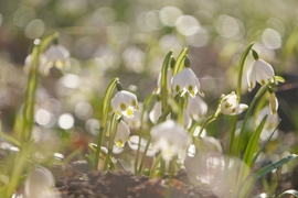 Tőzikék a Rába mentén... 3