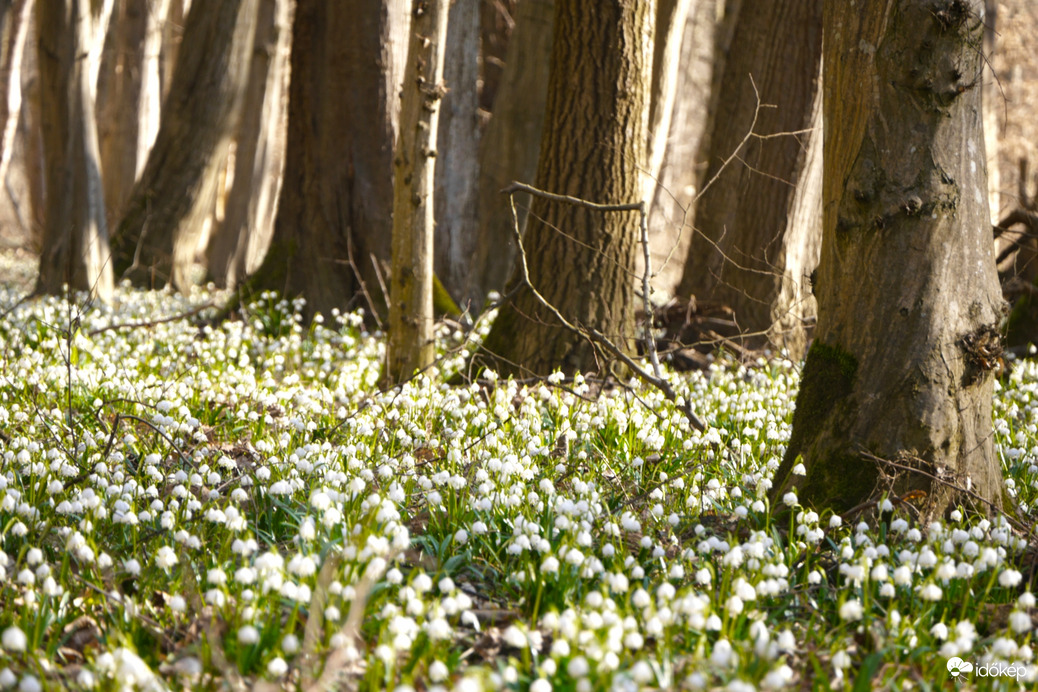 Tőzikék a Rába mentén... 4