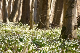 Tőzikék a Rába mentén... 4