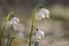 Tőzikék a Rába mentén... 5