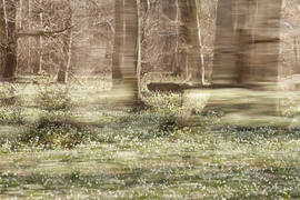 Tőzikék a Rába mentén... 6