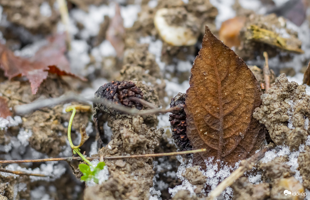A téli erdő csendje