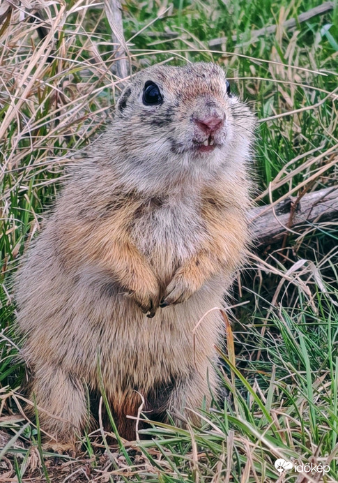 Na most van, van nálad kaja???!!! 