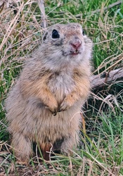 Na most van, van nálad kaja???!!! 