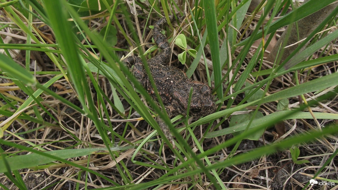 Az álcázás mestere...keresd a képen a békát.