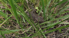 Az álcázás mestere...keresd a képen a békát.