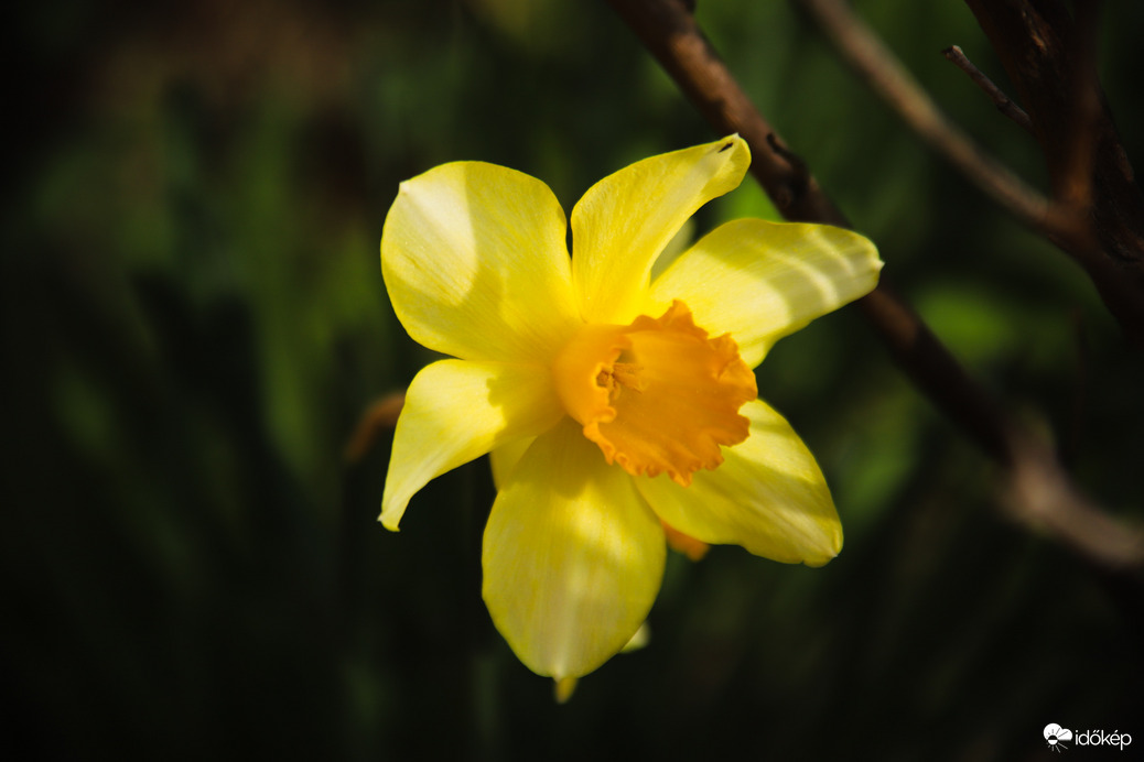 Nárcisz 
