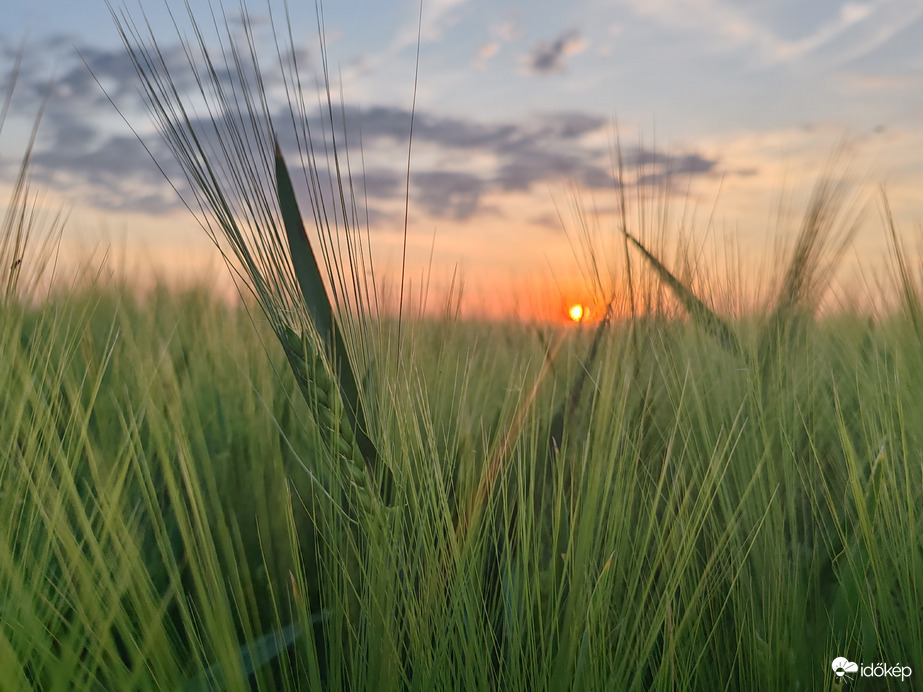 Búzás naplemente 