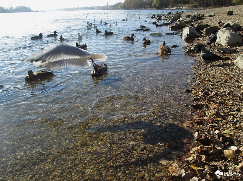 Árnyékpók a vízben
