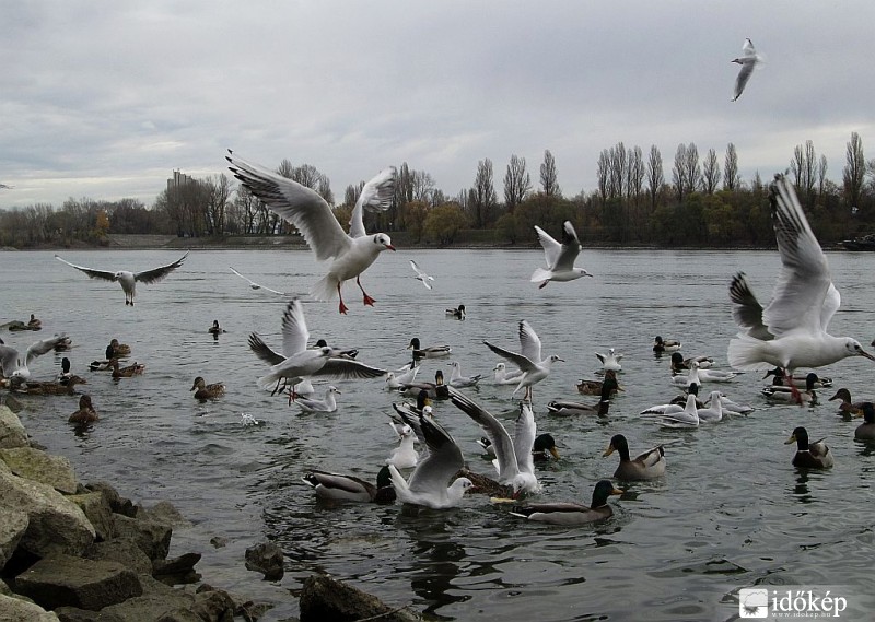 Mindenki nagyon éhes ...