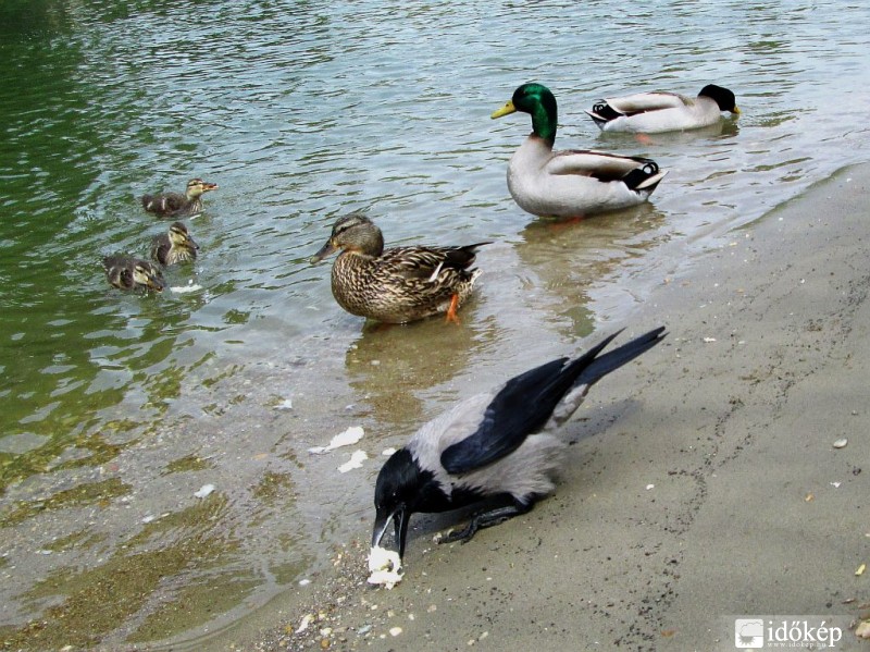 Dolmányos varjú akcióban...