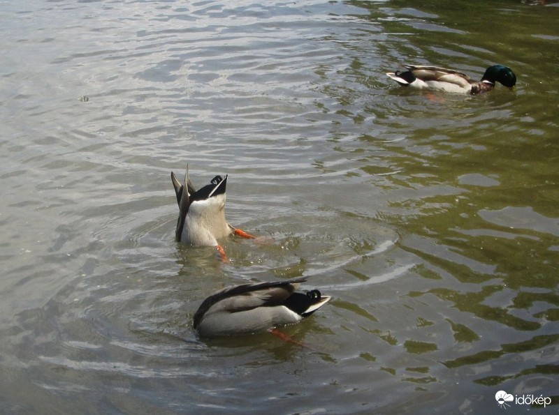 Fejenállós figura....