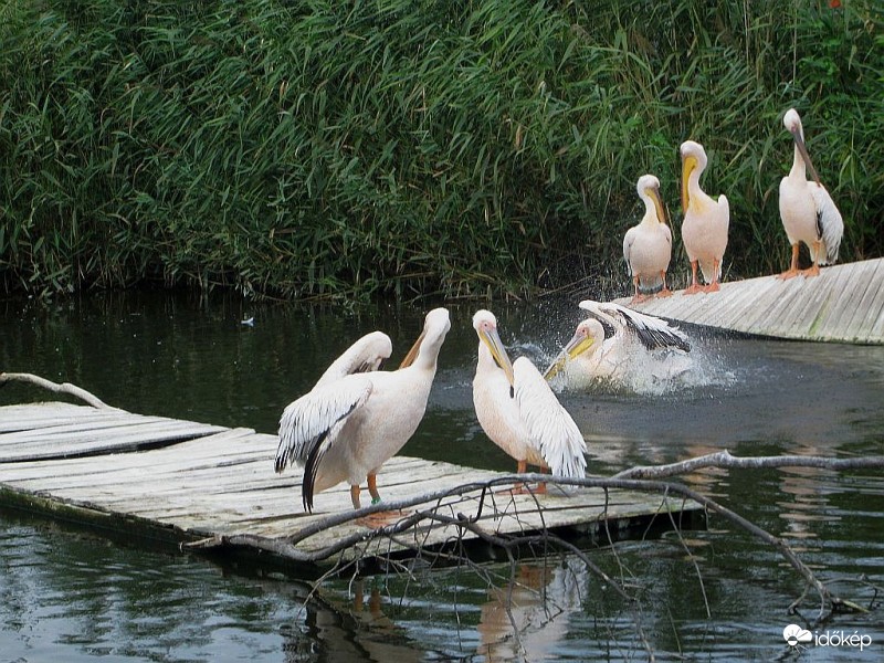 Fürdőzés közönséggel..