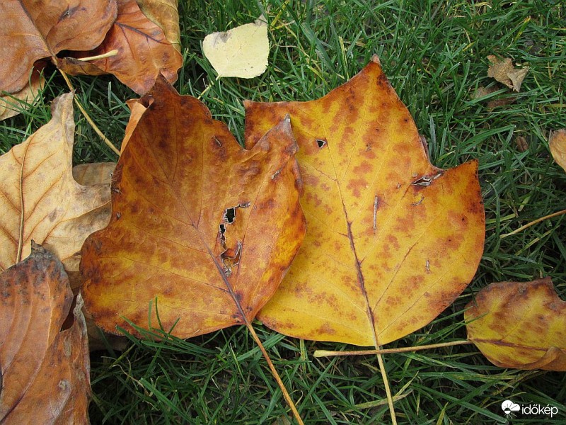 Pár levél - levélpár