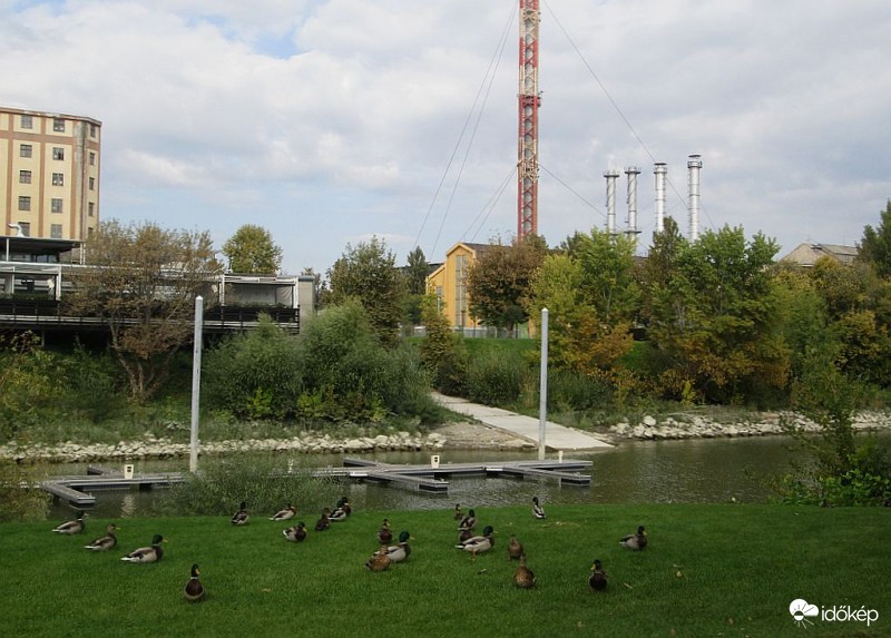 Legelésző kacsnyáj...