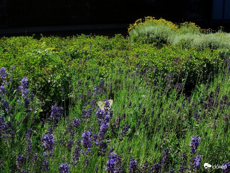 Mit látsz a képen....