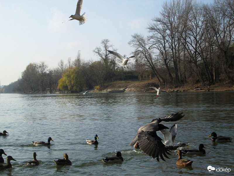 Mozgalmas pillanat..