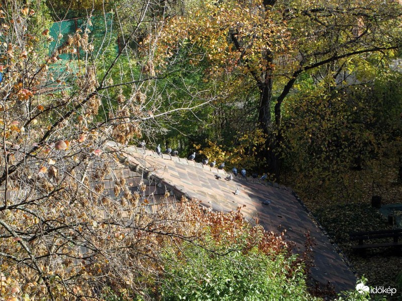 Napozóhely galamboknak..