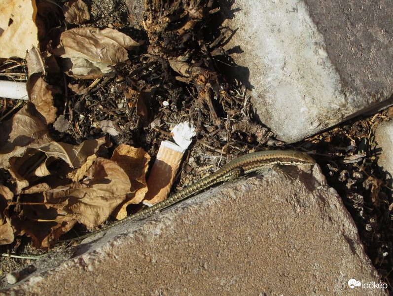 Szeptemberi napfürdő...