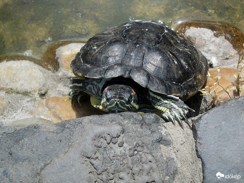 Szigorú tekintet...