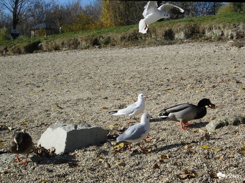 Támadás a parton..