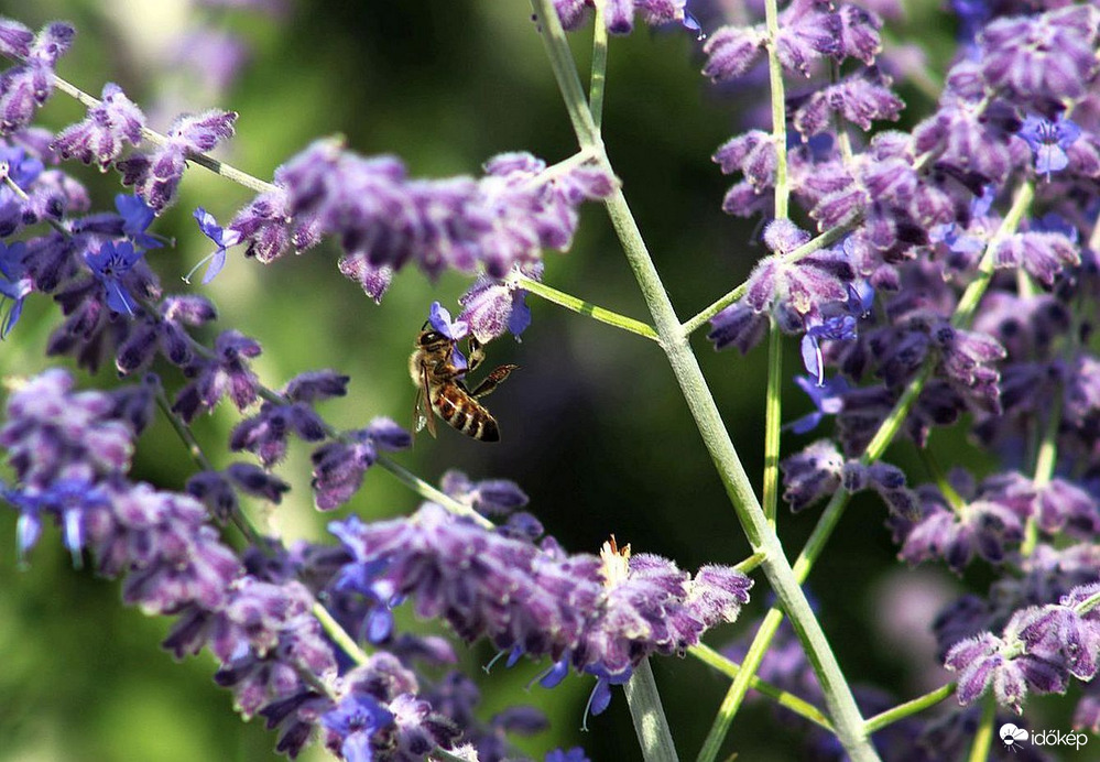 A levendula "végideje"