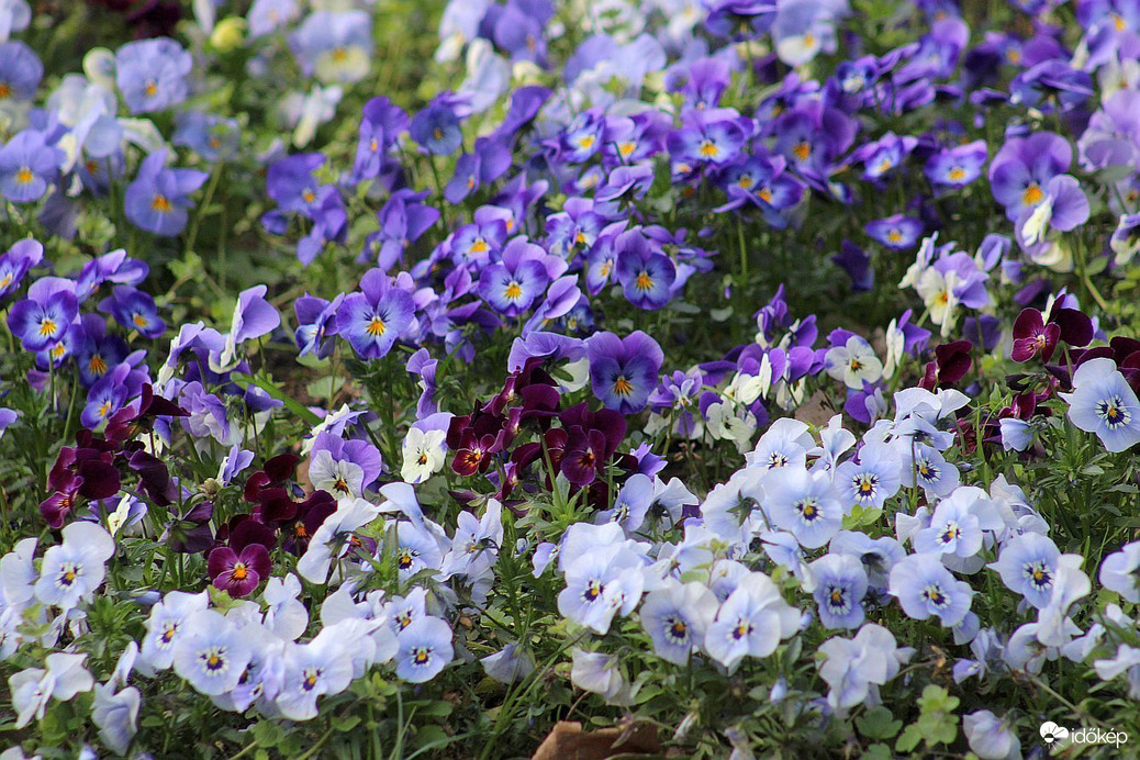 A Budai Arborétumban