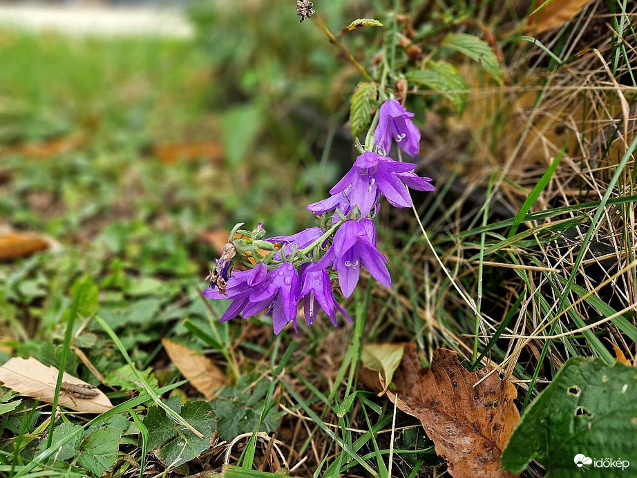 Harangvirág
