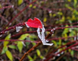 "Jégcsizmakészítő"