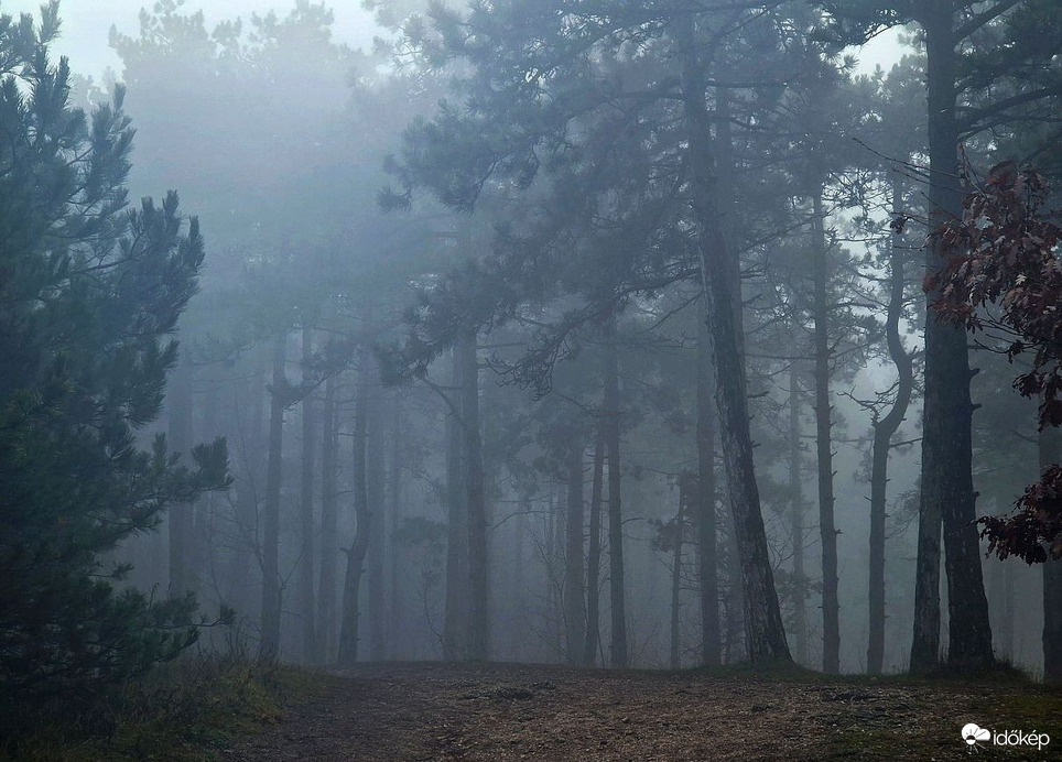 "Négyszögletes kerek erdő" ködösen