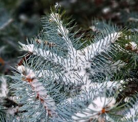 "Hej, de kutya jó kedvem van"!