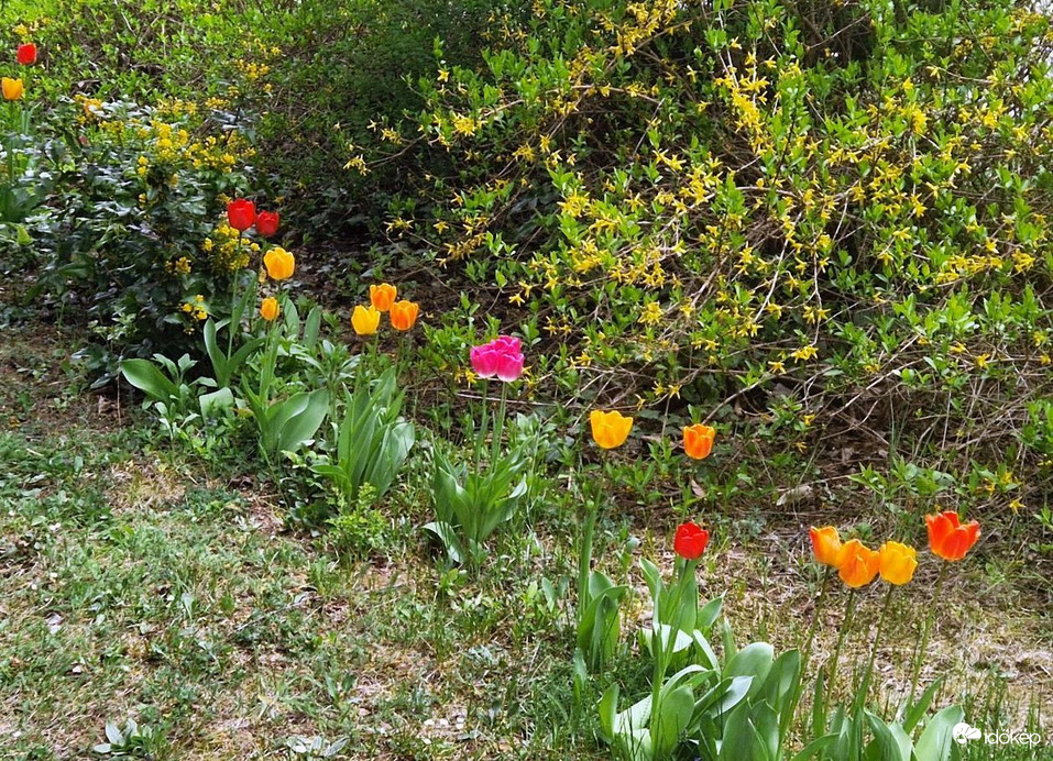 Tulipánsor végnapjai