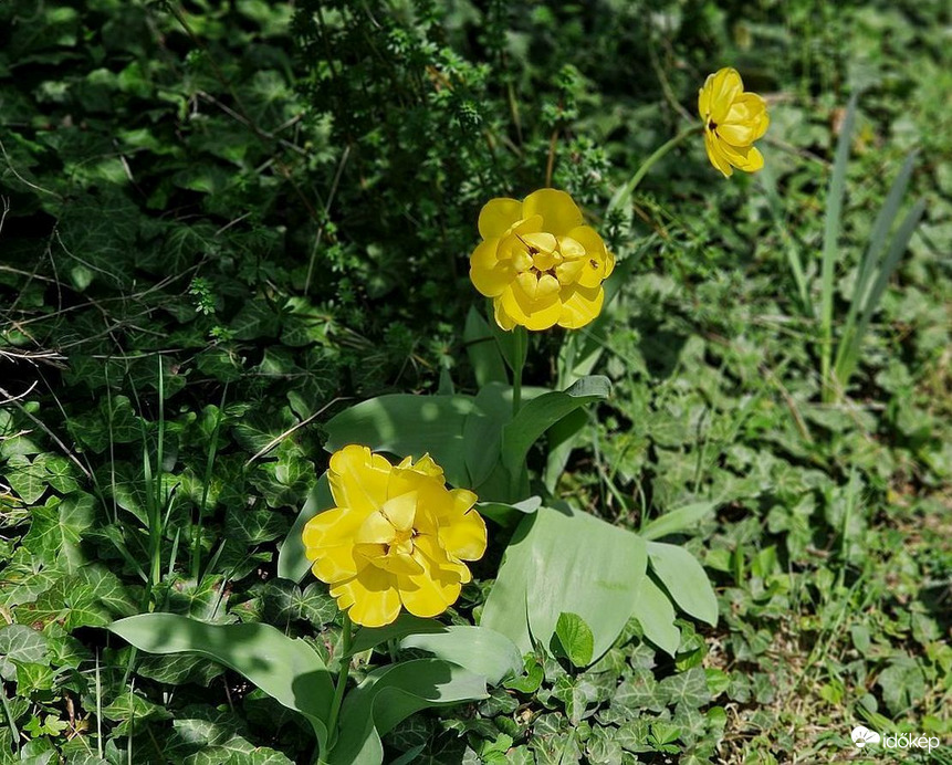 A Budai Arborétumban