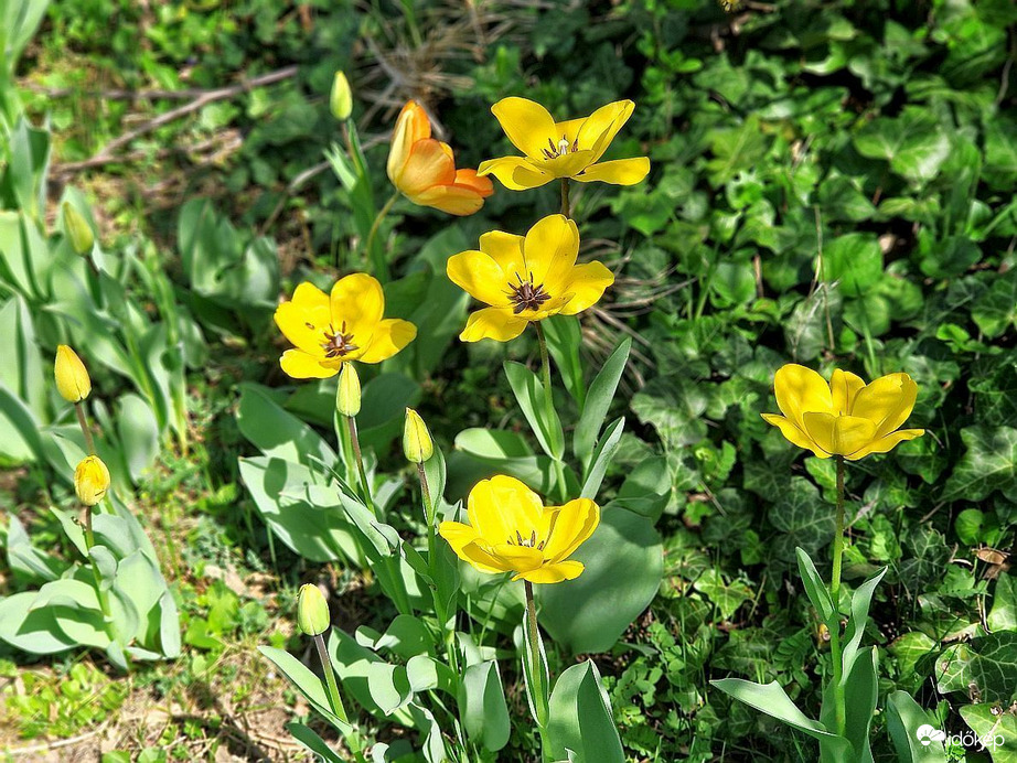 A Budai Arborétumban