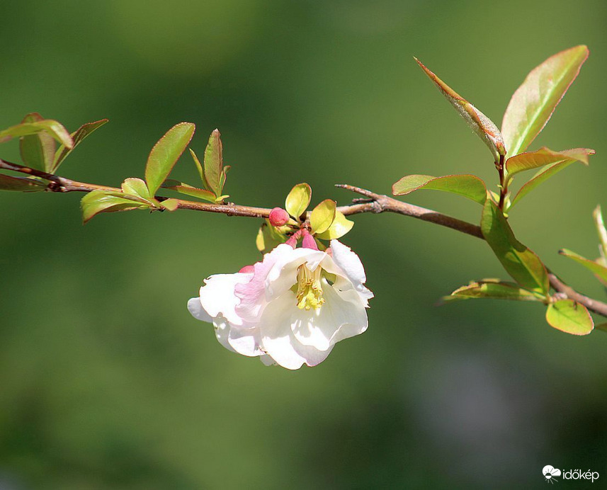 A Budai Arborétumban