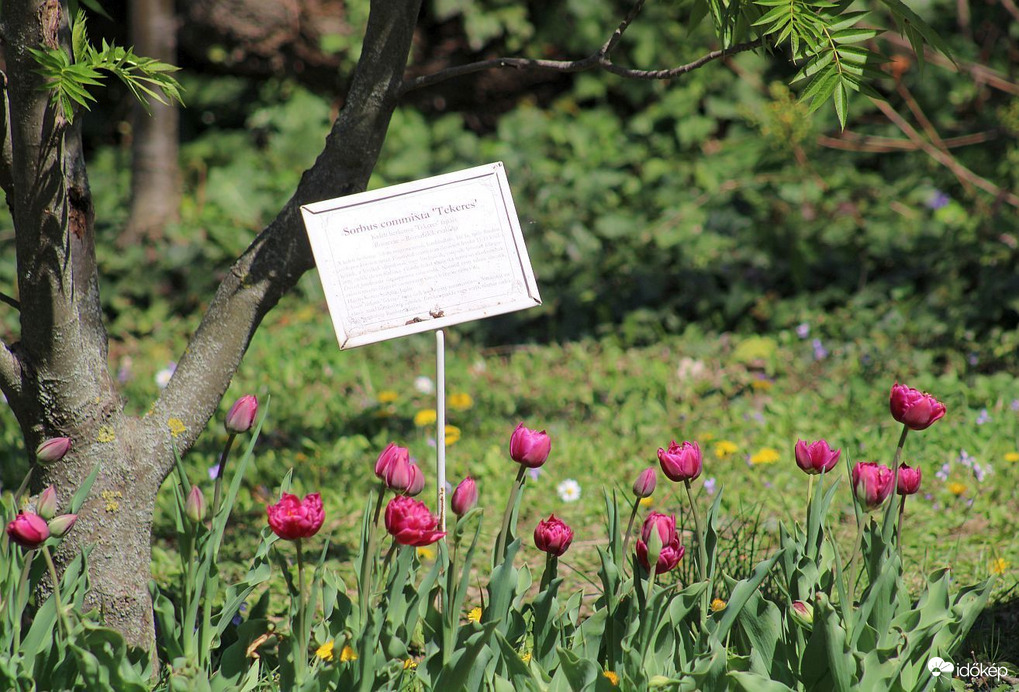 A Budai Arborétumban