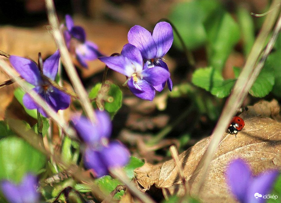 Hétpettyes az ibolyák földjén