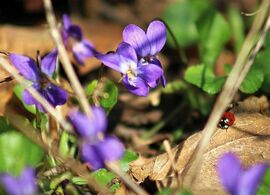 Hétpettyes az ibolyák földjén
