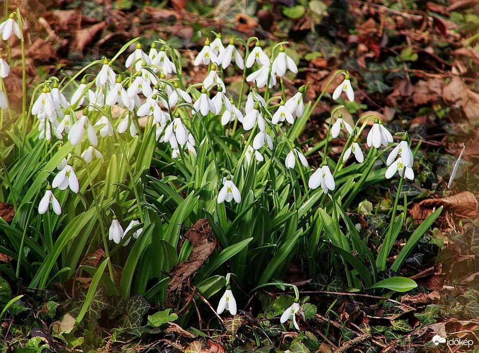 Hóvirágok még mindig akadnak