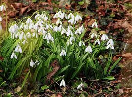Hóvirágok még mindig akadnak