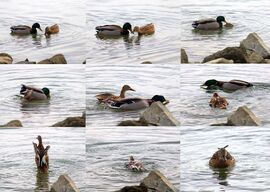 Közel már a tavasz