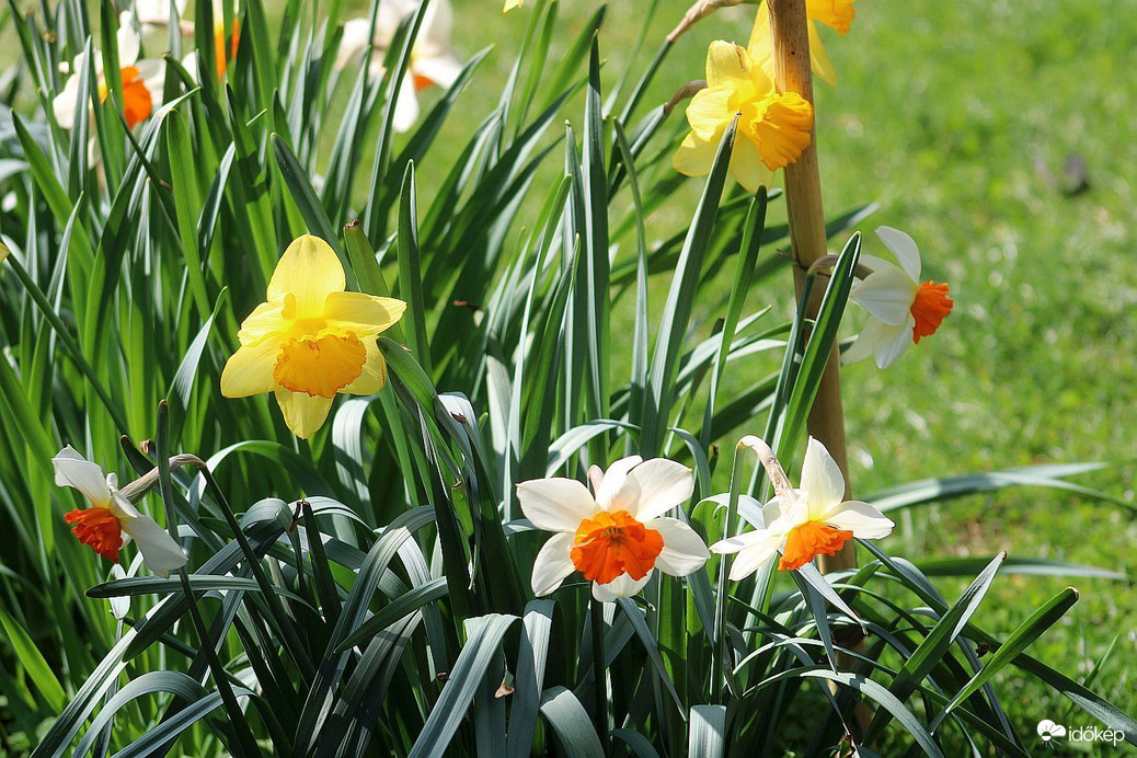 A Budai Arborétumban