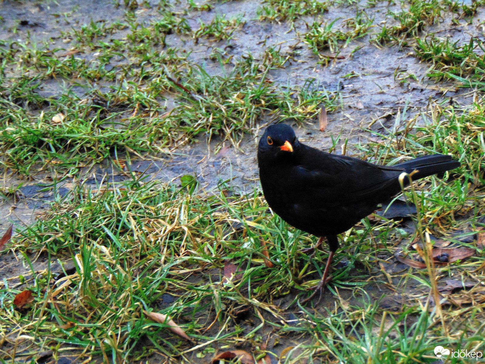 Hová lett?